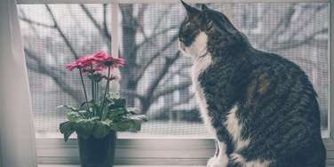металлическая сетка pet screen в Химках